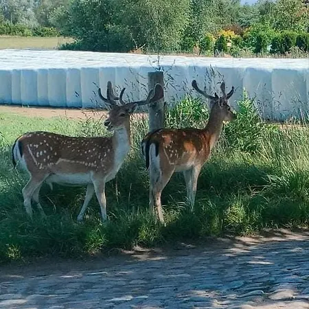 Avokado Wiejski Turystyczny Kolo Nadmorskiego Grzybowa 別荘 *